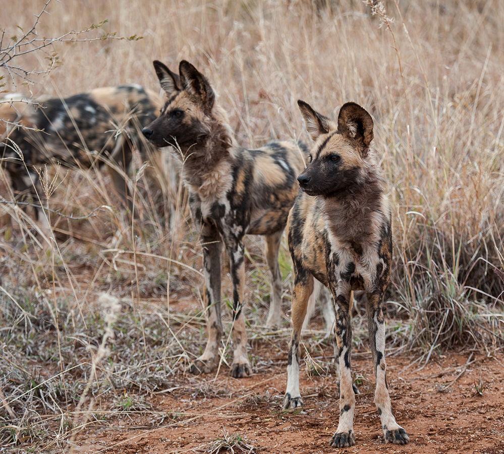 Madikwe Game Reserve African Wild Dogs
